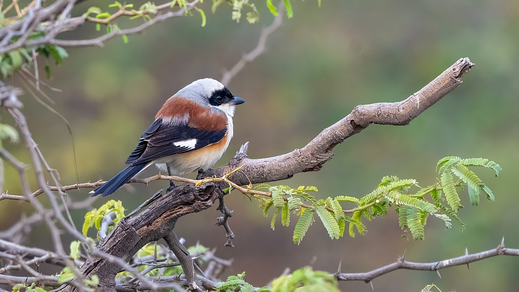 Bay Backed Shrike
